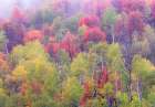 Utah-Logan Pass with Aspen and Maples in Fall Color Art Print